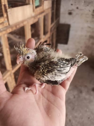 grey chick cocktail  tame