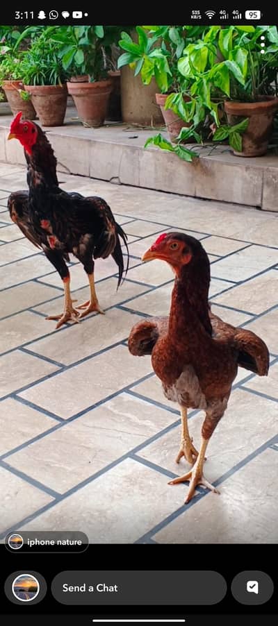 aseel miawali chicks for sale