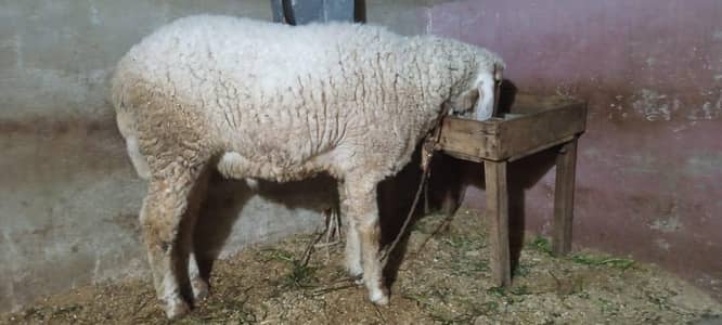 selling dumba healthy