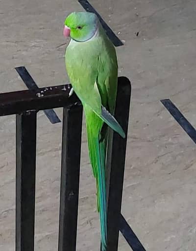 Beautiful hand tame parrot