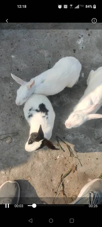 2 pregnent red eyes white females with male