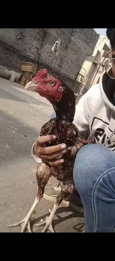 Pakistani patha available