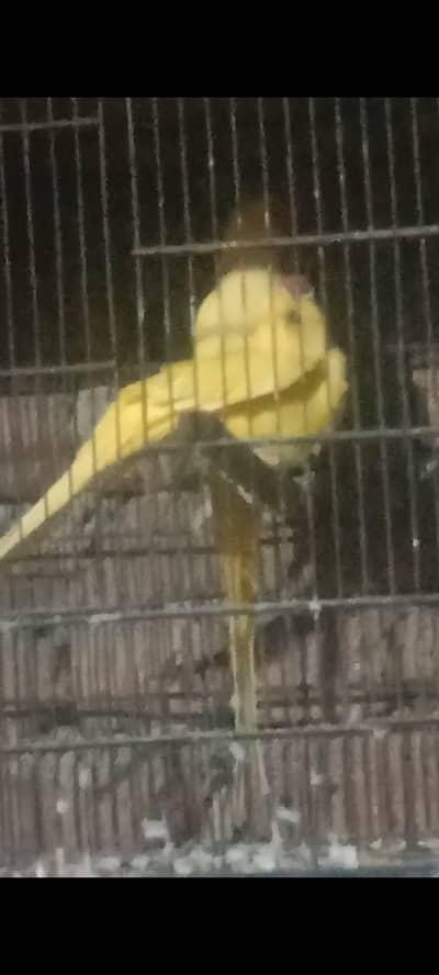 Yellow ring nick  breeder pair. .