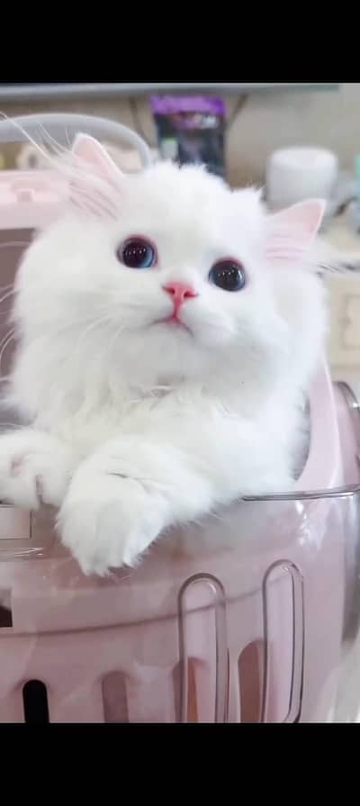 Persian baby cat 2 month age for sale