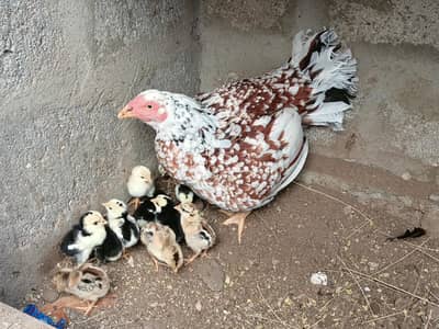 Aseel hen with 11 Aseel Chicks