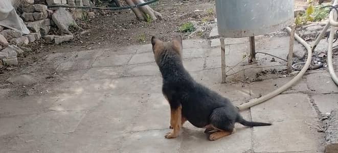 German shepherd puppy male 3 month