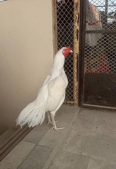 Heera/Hera/Hira Aseel male and female available for sale