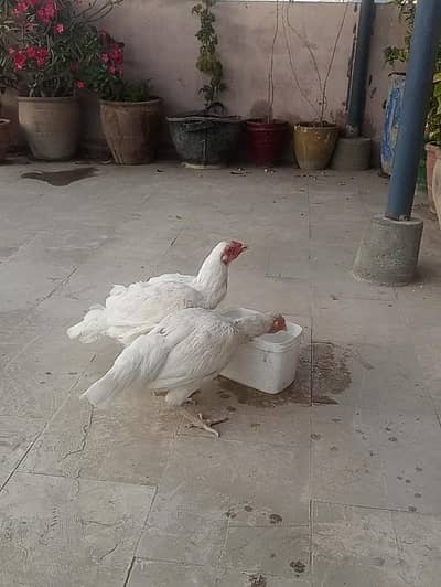 Heera/Hera/Hira Aseel male and female available for sale