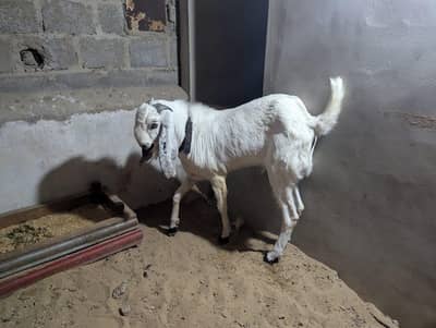 fresh 2 dant pure betal hight 45 inch full current breder 03195985139