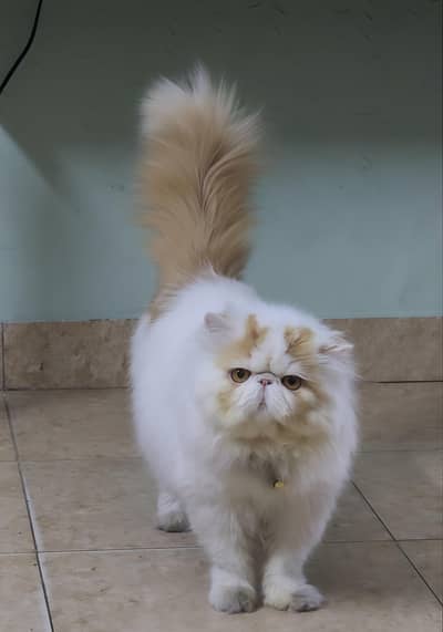 Persian Cat