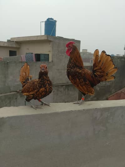 GoldeSebright Pair for Sale | Pure Breed | Urgent