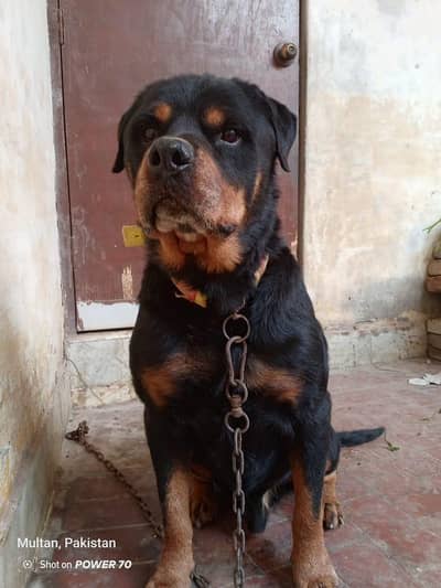 Rottweiler ha Bhai buht zabar dast cheeze ha