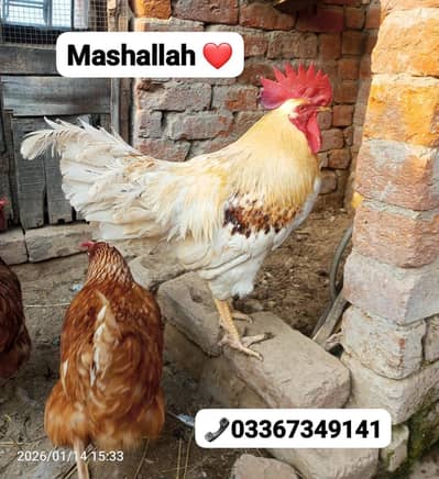 Lohman Brown fresh & fertile eggs and chiks available. . . 03367349141