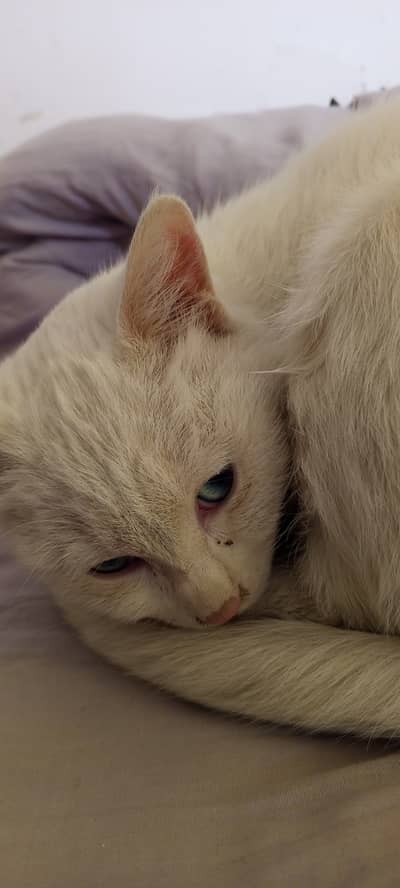 Persian cat blue eye White color