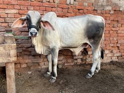 Brahman bull ka ha kheera. abhi 11 month ka bacha ha