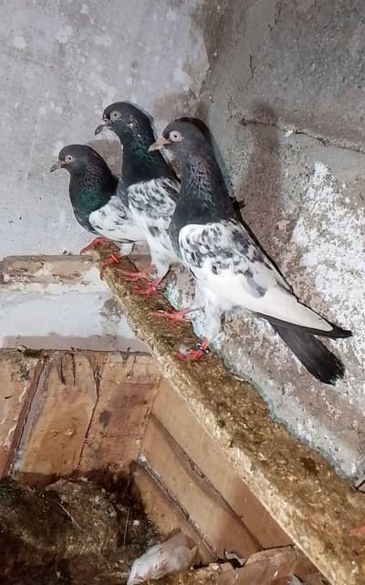 for sale 03039309882