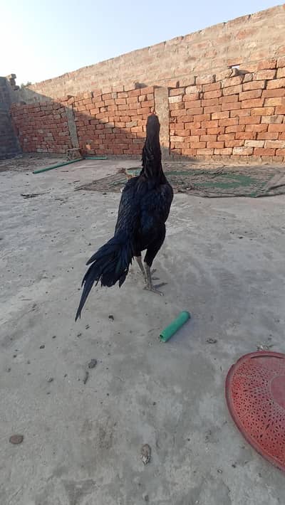 Burmi X pakoy gaurranted patha available 03046986684 watsapp