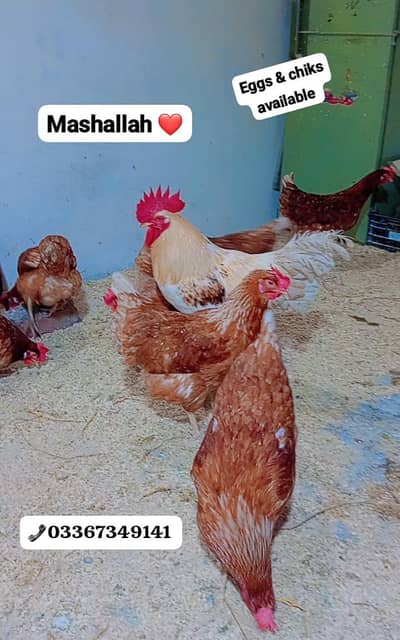 Lohman Brown chiks & Eggs available. . . 03367349141