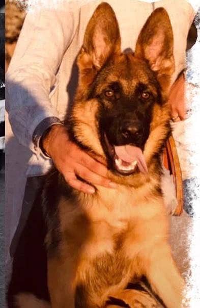 German Shepherd Male (Long stock coat)