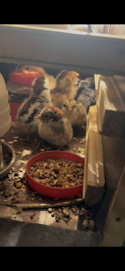 Aseel and Astrolop chicks