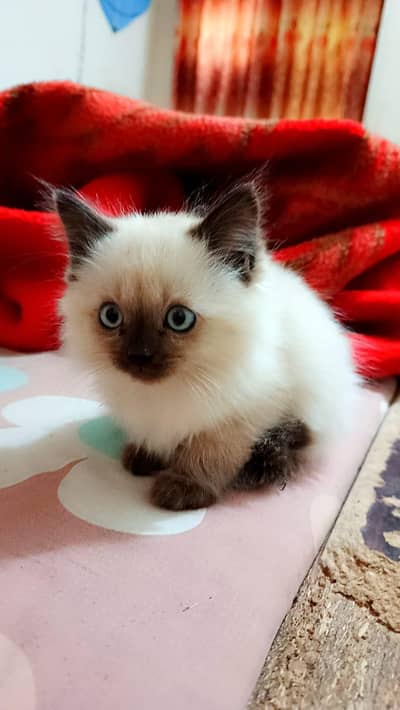 Siamese Himalayan kittens