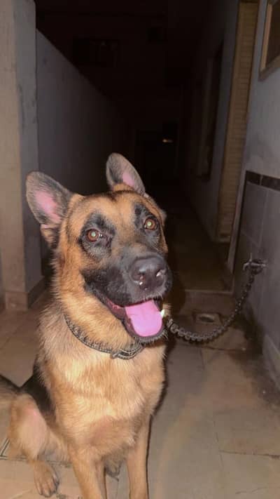 Rare breed K9 looking German shepherd