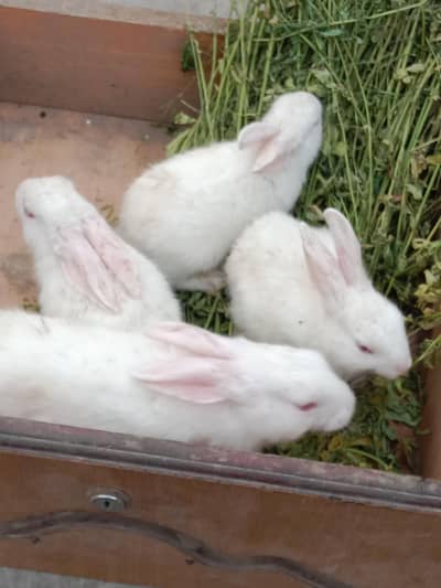 red eyes rabbit for sale