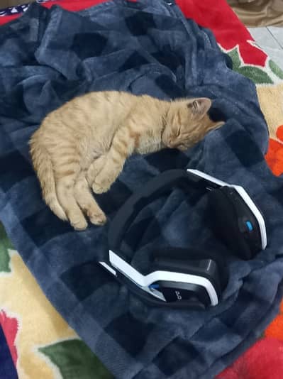 Rehoming a Healthy 3-Month-Old Male Kitten