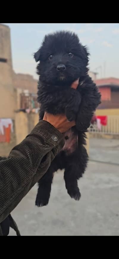 Black german puppy for sale