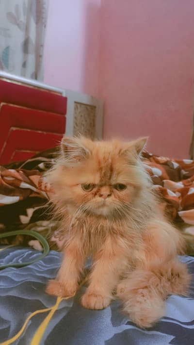 Pure Persian kittens