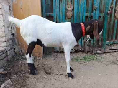 4 dant bakra