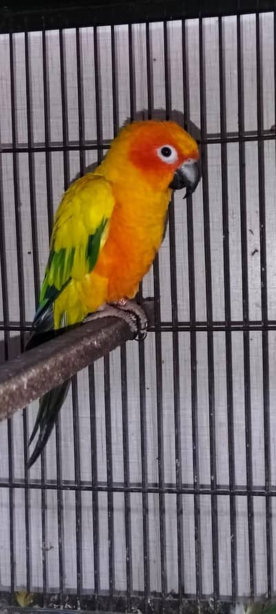 Sun Conure DNA breeder male 03114333791
