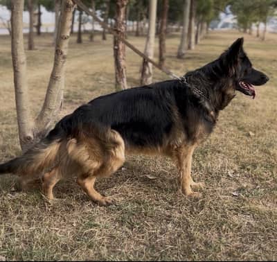 Important blood line black mask pink pedigree Garman shepherd female