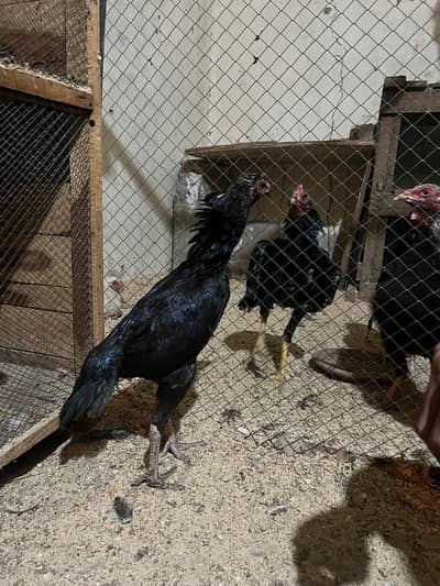 2 Mushki hight quality females