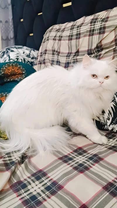 persian cat female best quality full active
