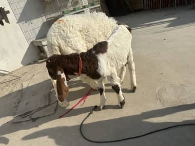 All goats vacinated urgnet cell cont 03139225895