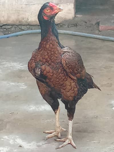 03255596313 Whatsapp par rabta kro