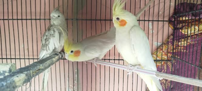 CREAM AND GREY COCKTAIL PAIR