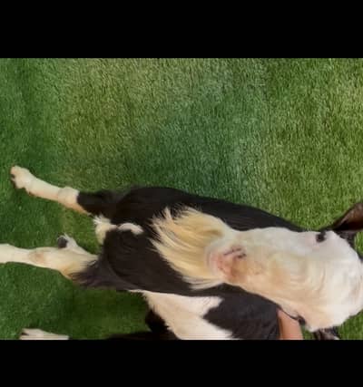 Gulabi munda tedda breeder