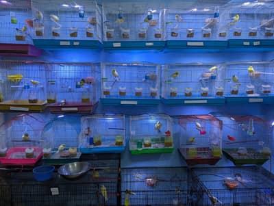 Singing canary birds Shop Lahore . Read Add