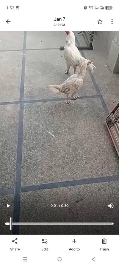 aseel Heera pure cheaz