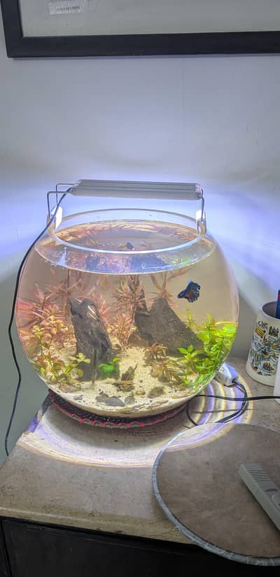 Planted Aquarium LED Light | Strong Plant Growth