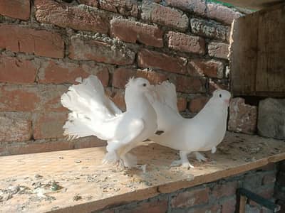 fantail breeder pair