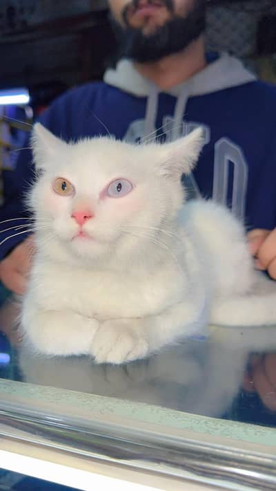 Beautiful White Cat {Mau} | 5 month Old| Two color Eyes | Healthy