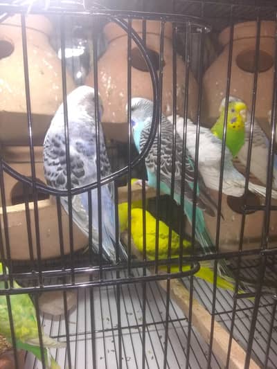 under size hoboromo renbow breeder pair with chicks and eggs with hand
