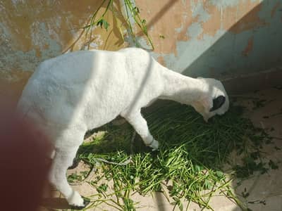 Khara Mundra dumba Small face Long neck Fancy Shoqeen