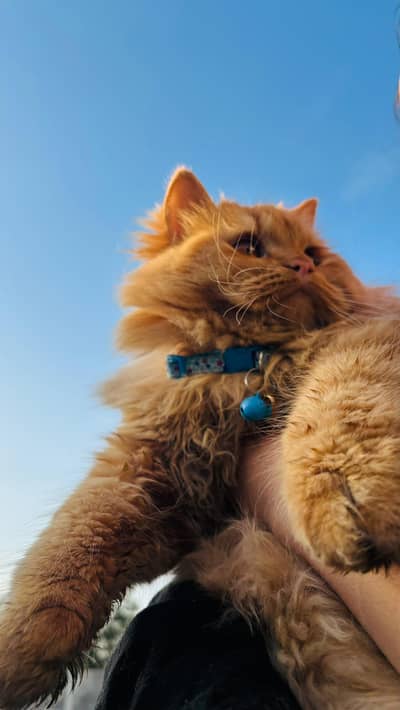 Playful ginger breeder male cat | Persian 2 yrs