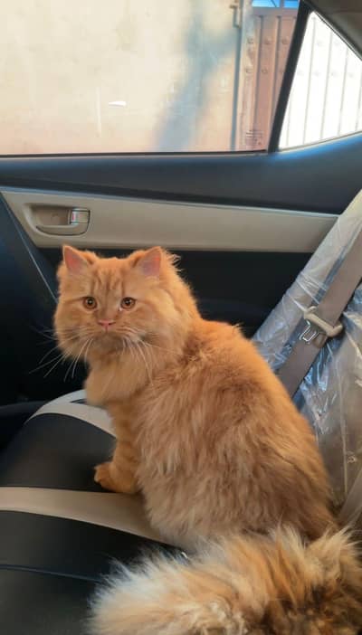 TRIPPLE COATED PLAYFUL GINGER MALE CAT | Persian 1 yr
