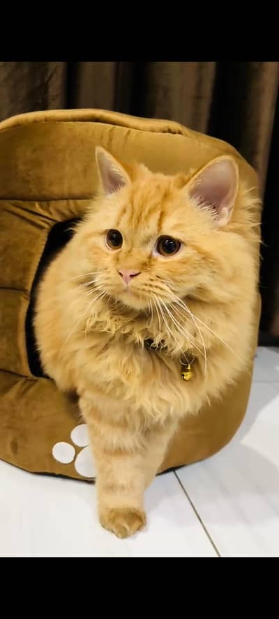 TRIPPLE COATED PLAYFUL GINGER MALE CAT | Persian 1 yr