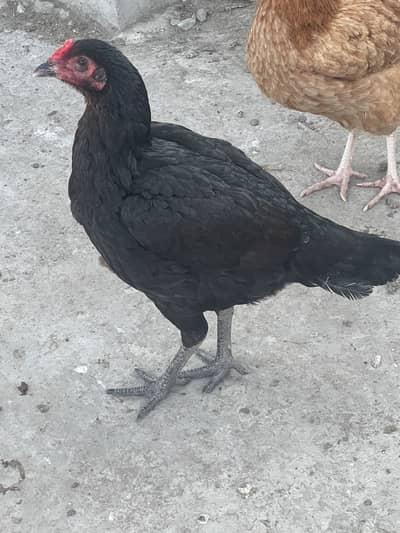 1 pair and 1 female extra totl 3 hens male-miawali female-hira nd Thai
